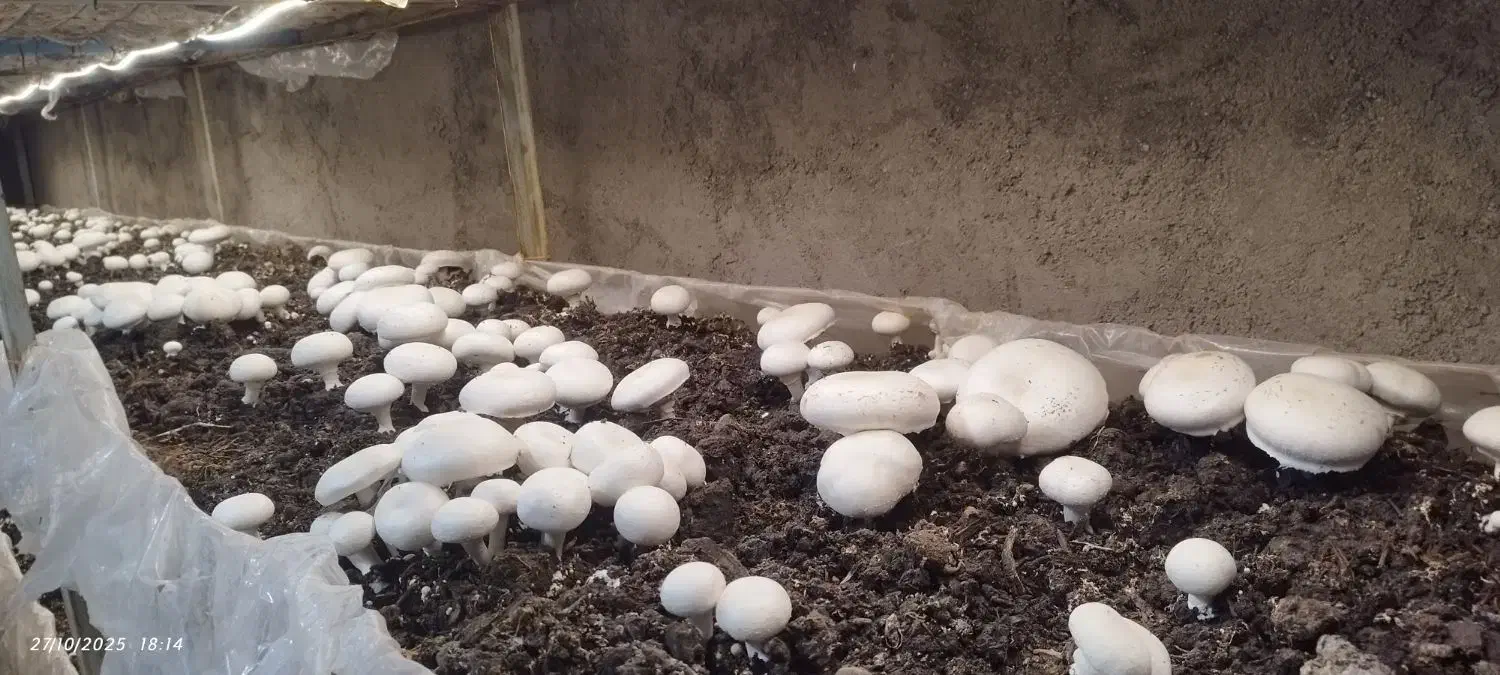 قارچ درجه دو|خوردنی و آشامیدنی|تربت‌حیدریه, داروپخش|دیوار