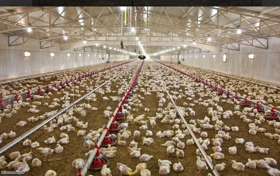 استخدام  کارگر ساده مرغداری سنندج|استخدام صنعتی، فنی، مهندسی|سنندج, |دیوار