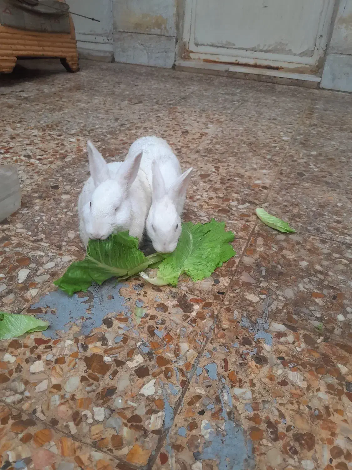 خرگوش|موش و خرگوش|اهواز, بیست متری شهرداری|دیوار