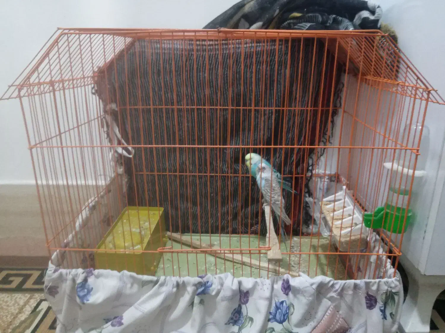 یک جفت مرغ عشق|پرنده|کوهدشت, |دیوار