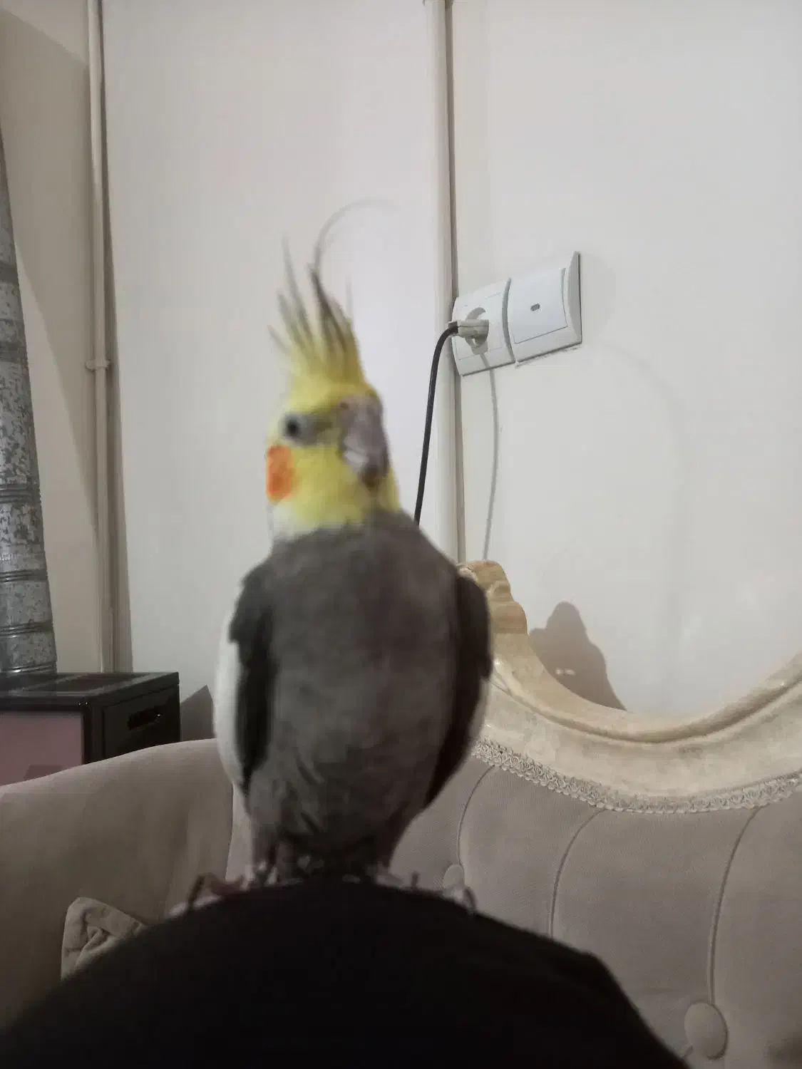 عروس هلندی نر سخنگو|پرنده|قدس, شهر‌قدس|دیوار