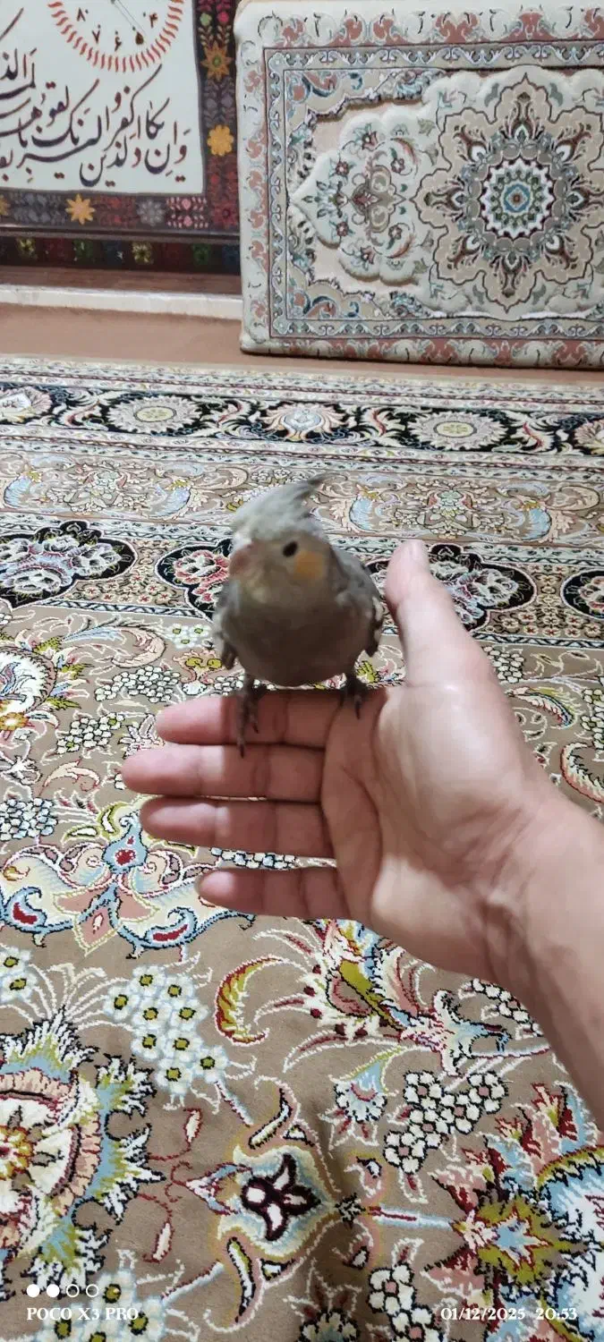 عروس هلندی سینامون|پرنده|زرقان, |دیوار