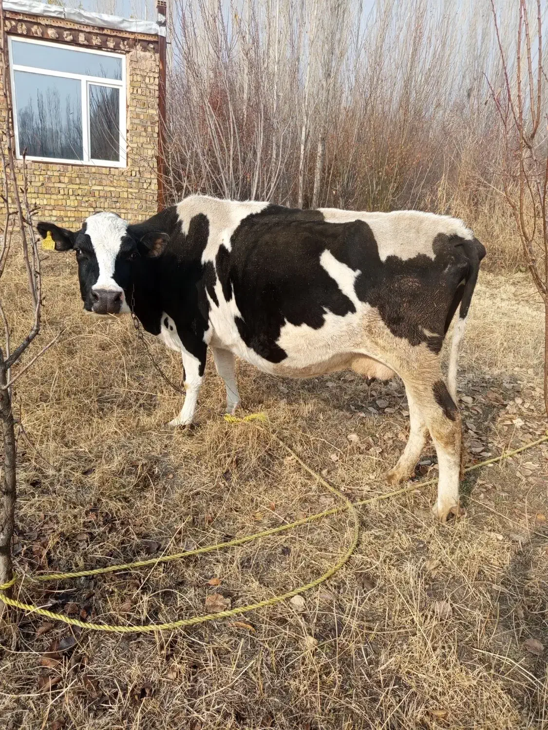 گاو شیری گوشتی|حیوانات مزرعه|نوشین شهر, |دیوار