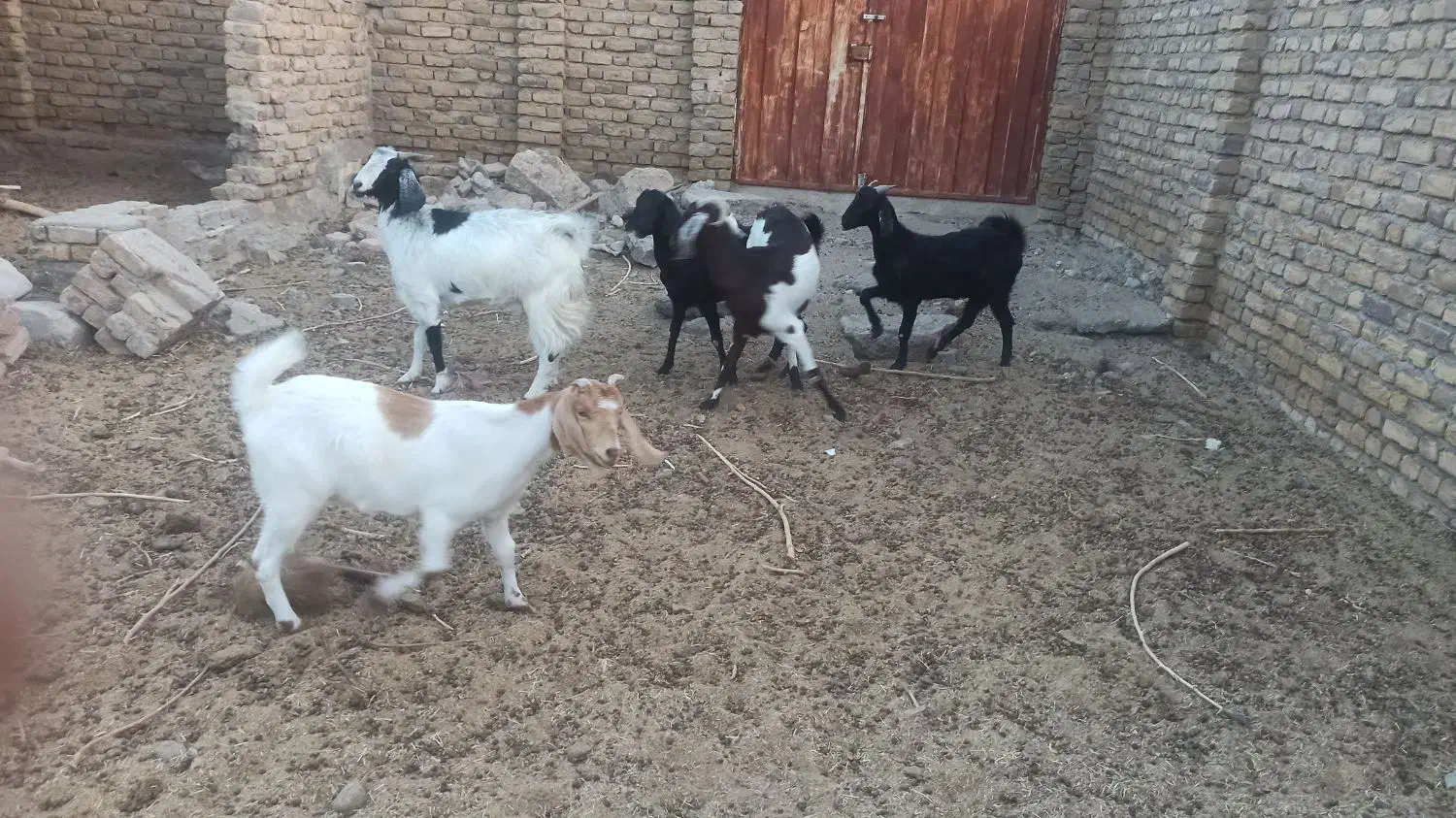 بز و بزغاله سفت چاق|حیوانات مزرعه|کاخک, |دیوار