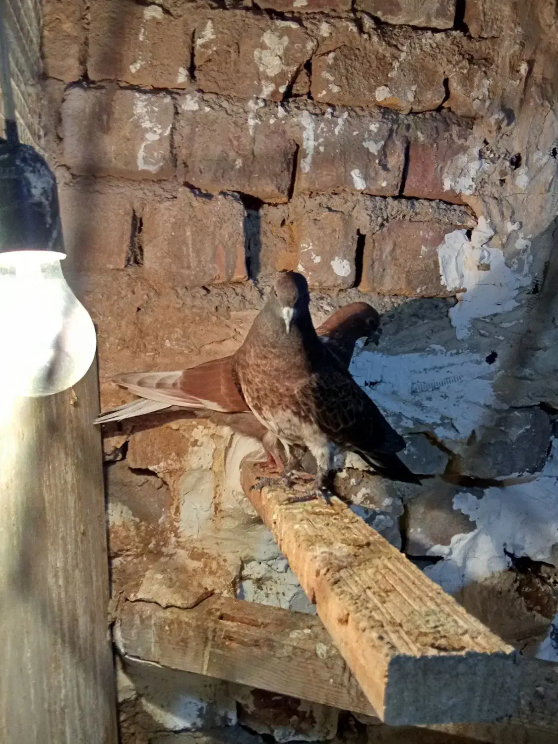 یک جفت جوجه کفتر مخلفه بوم ندیده پرشی|پرنده|کاشان, فاز ۲ ناجی آباد|دیوار