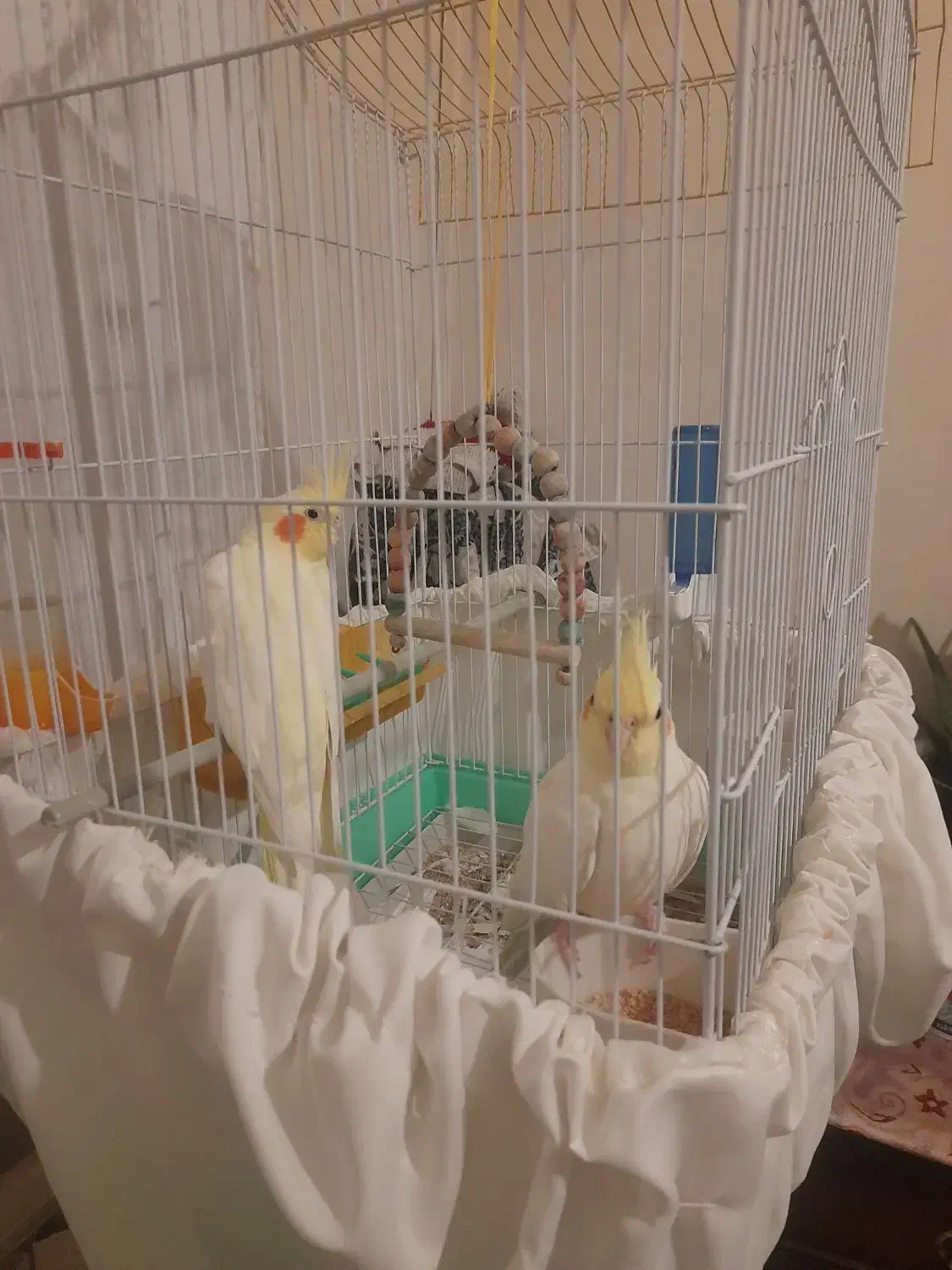 عروسهلندی|حیوانات|تبریز, |دیوار