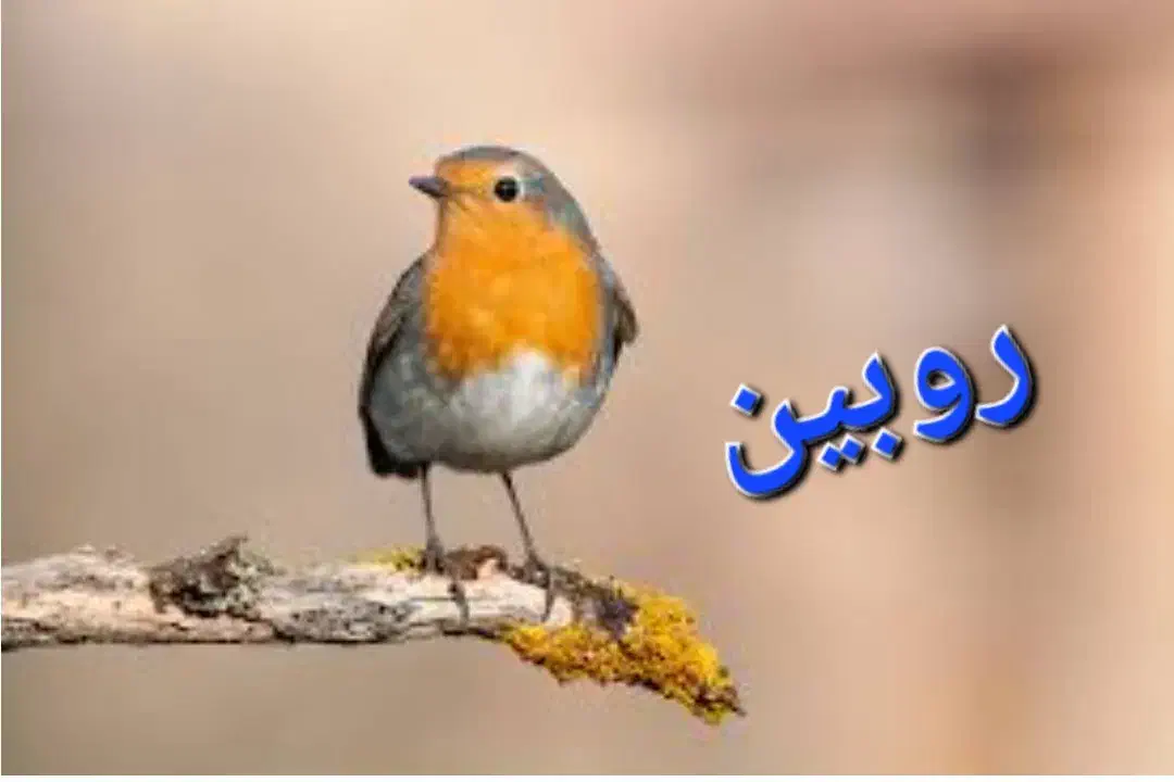 غذای پرنده|لوازم جانبی حیوانات|شیراز, گویم|دیوار