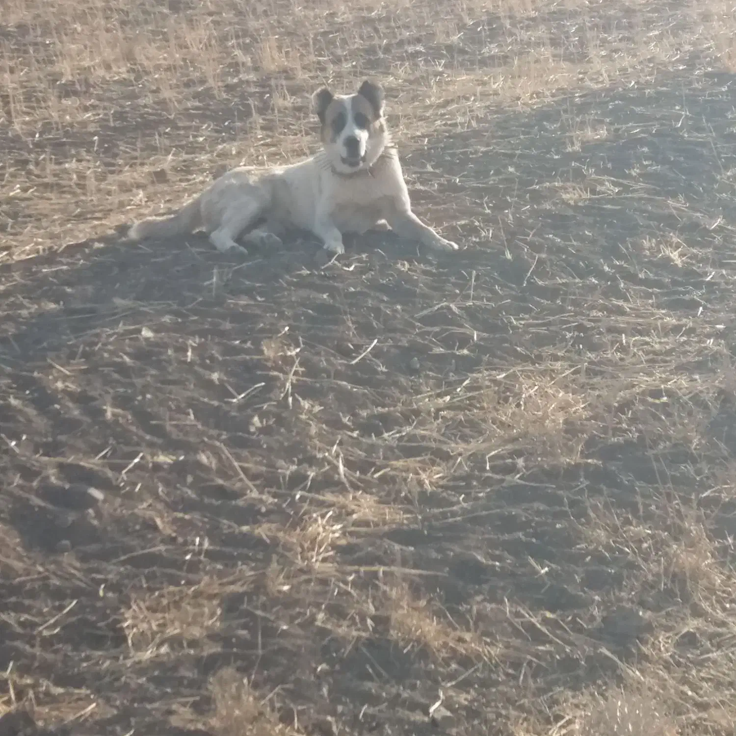 سگ گله گمشده|حیوانات|ابهر, |دیوار