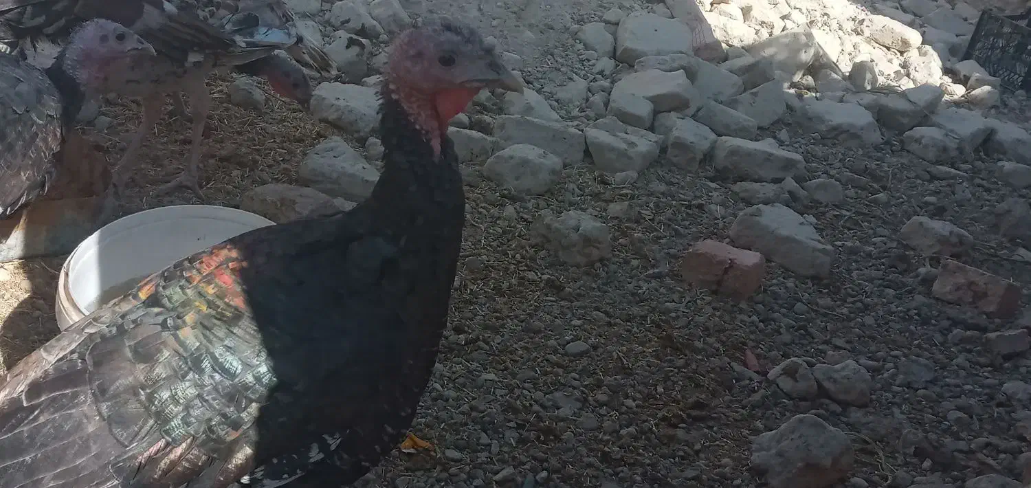 معاوضه با بزغاله گلابی|حیوانات مزرعه|چابهار, |دیوار