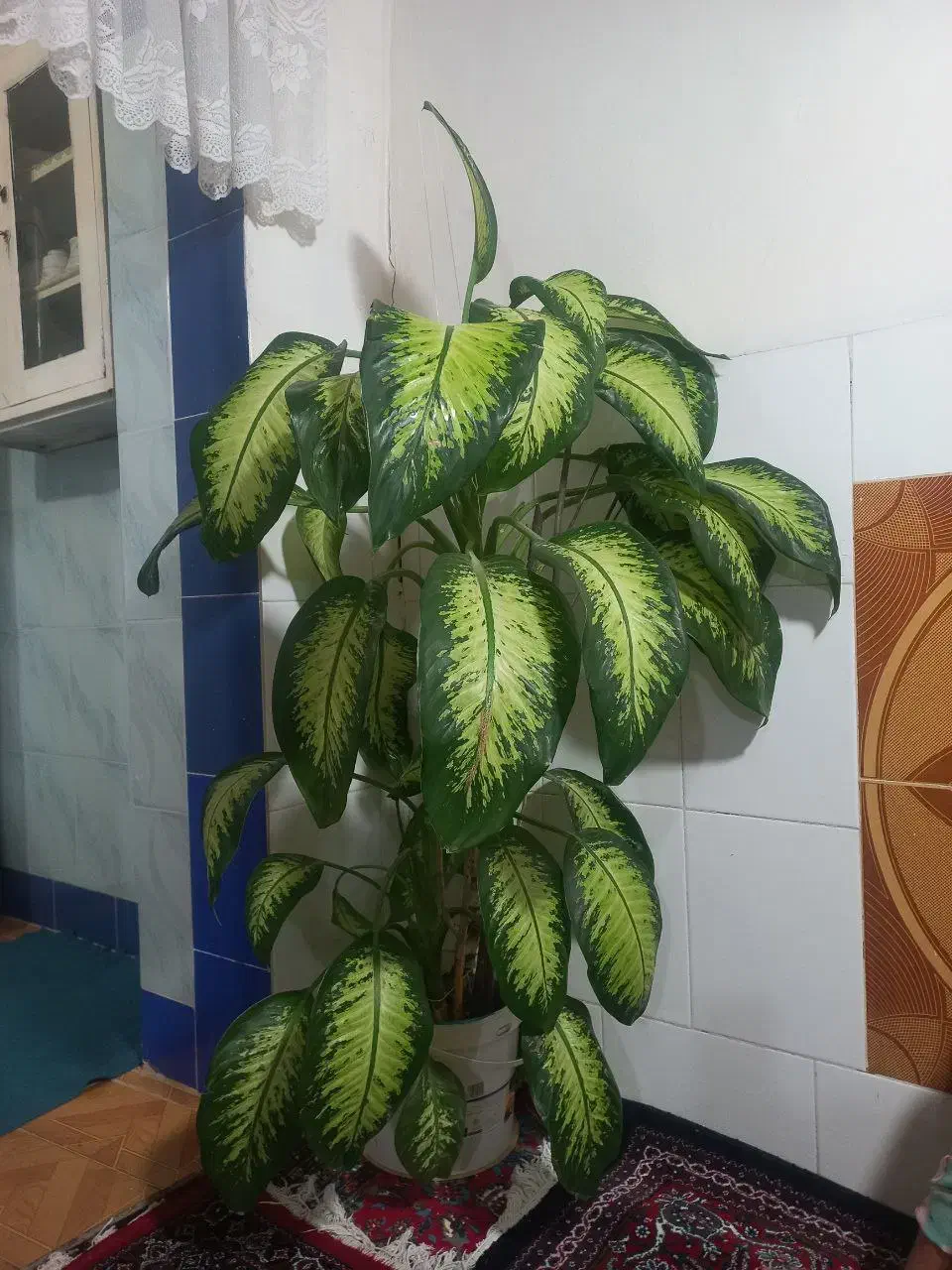 گل شیک|گل و گیاه طبیعی|سروآباد, |دیوار