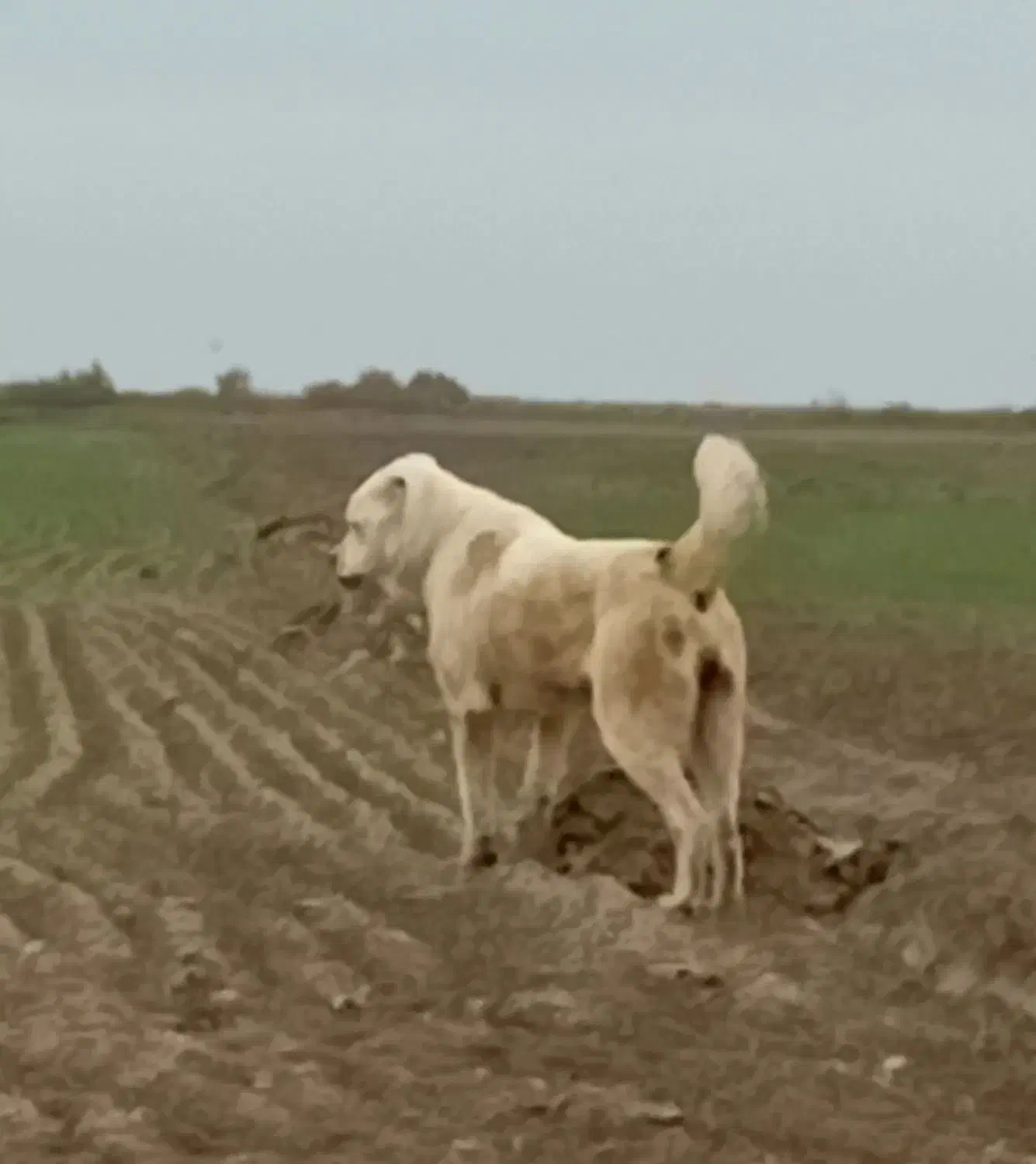 کم شده|حیوانات|سیمین شهر, |دیوار