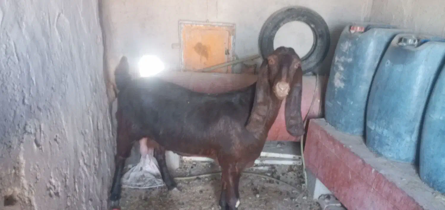 فروش کاموری آبست|حیوانات مزرعه|هامون, |دیوار