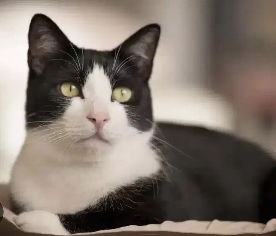 گربه dhs پبدا شده (گمشده) ها|حیوانات|لواسان, |دیوار