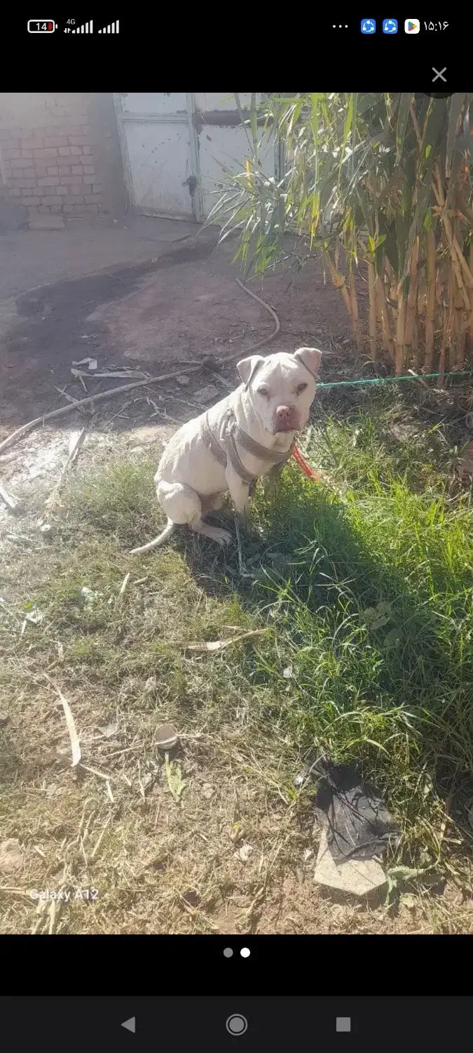 واگذاری سگ|سگ|سبزوار, قاضی زاد|دیوار