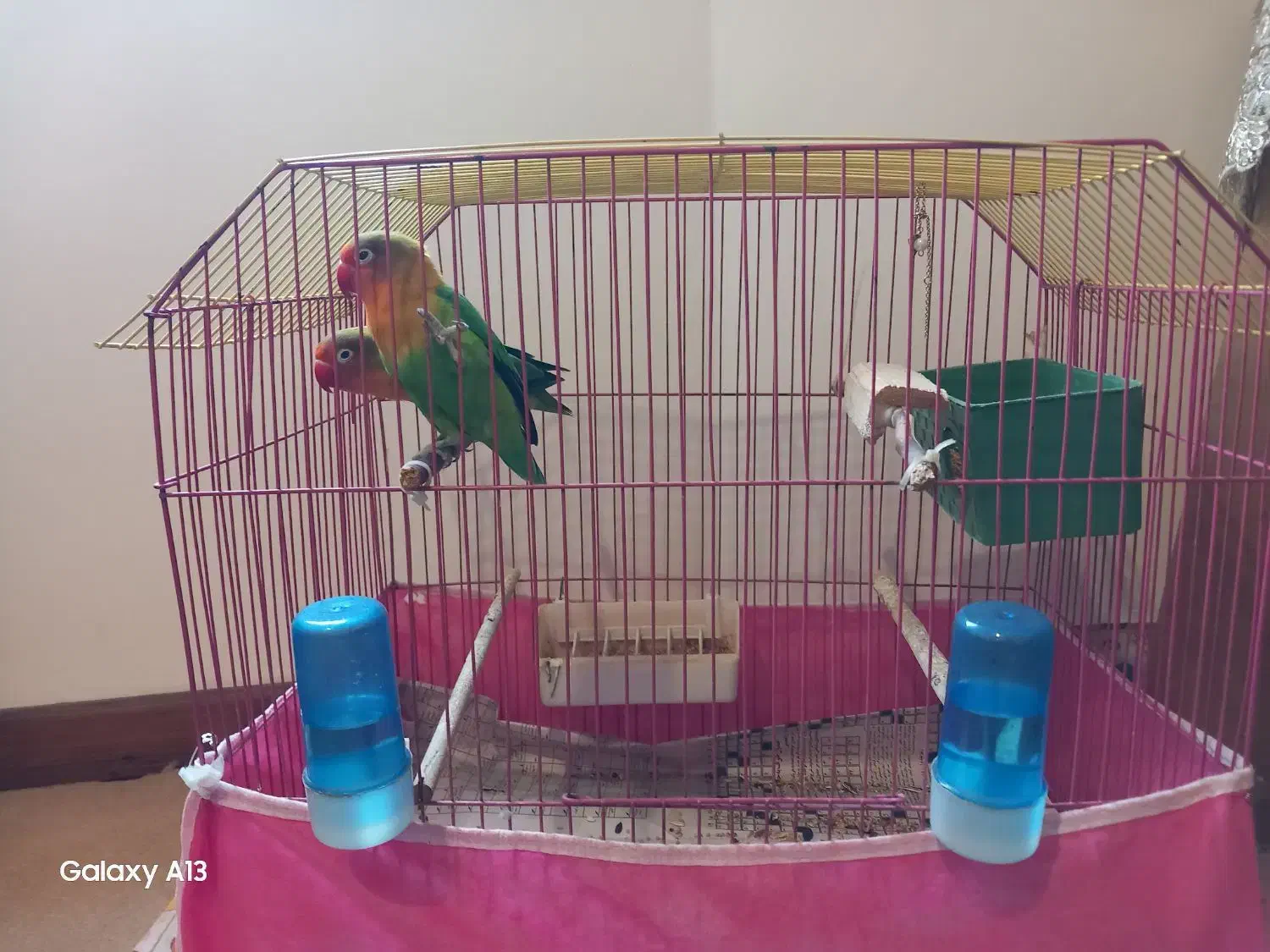 فروش یک جفت طوطی برزیلی|پرنده|کتالم و سادات شهر, |دیوار