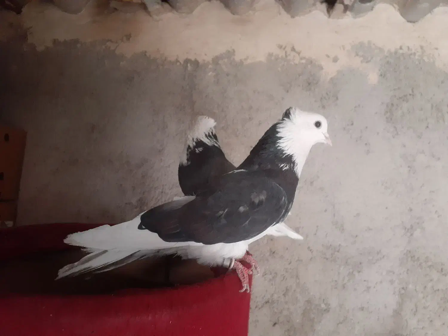 ۱۵۰۰۰۰۰|پرنده|ری, شهرک نظامی|دیوار