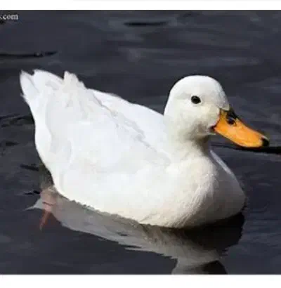 اردک|حیوانات مزرعه|سیدان, |دیوار