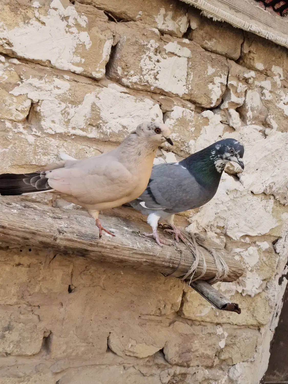 کبوتر پرشی|پرنده|قم, نیروگاه|دیوار