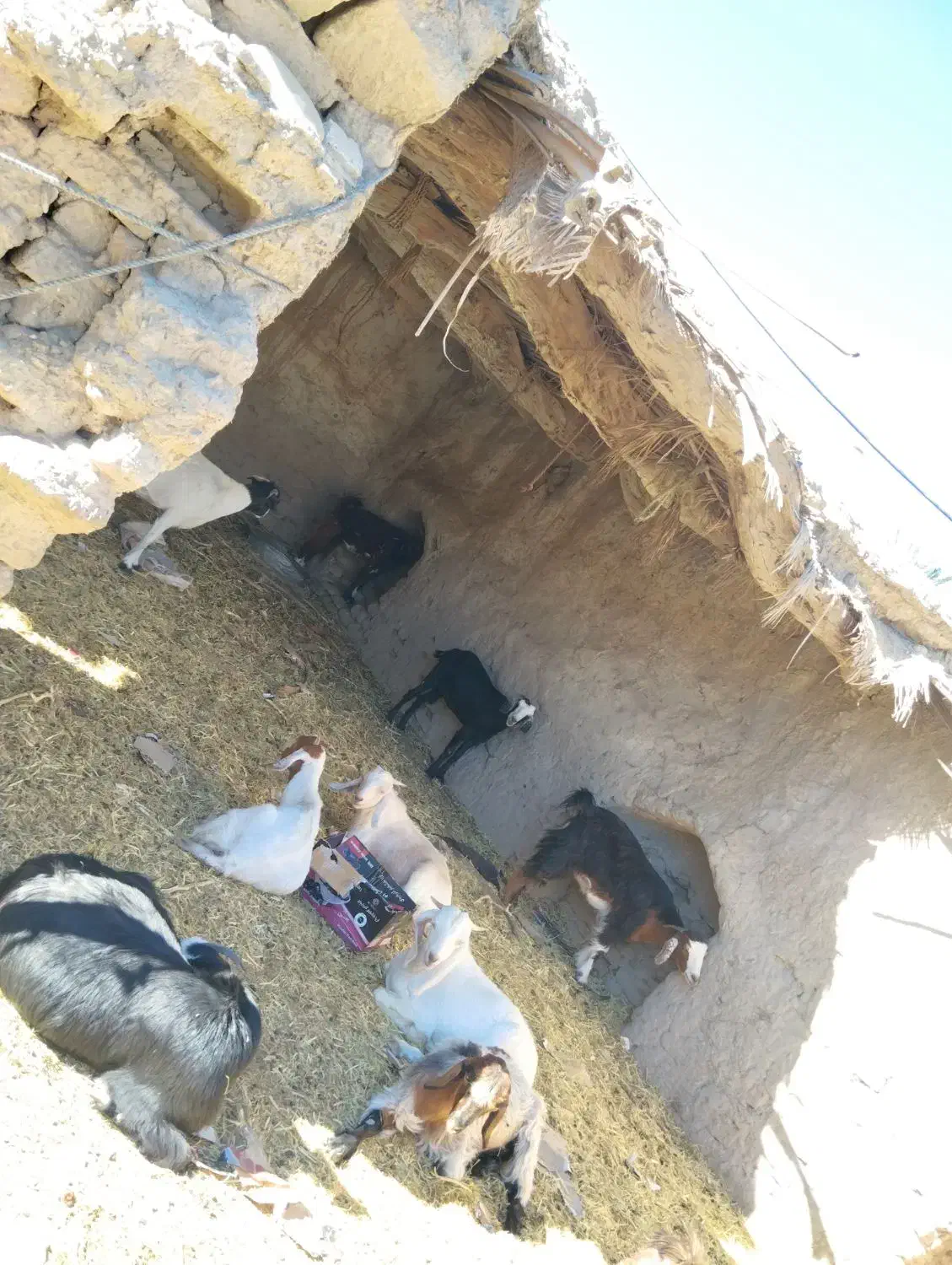 بز دورگ|حیوانات مزرعه|خاش, |دیوار