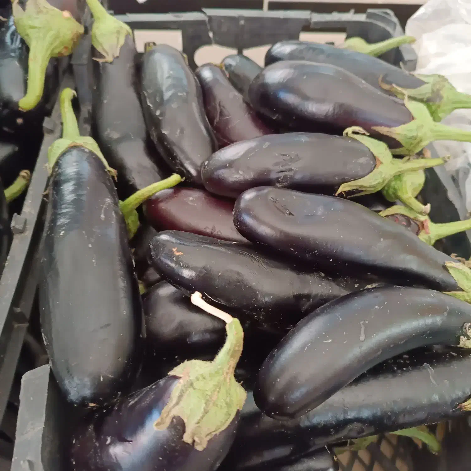 گل کلم وسایل ترشی میوه|خوردنی و آشامیدنی|رباط‌کریم, شترخوار|دیوار