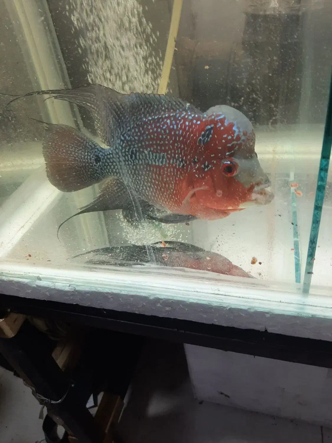 فلاور هورن|ماهی|تهران, صادقیه|دیوار