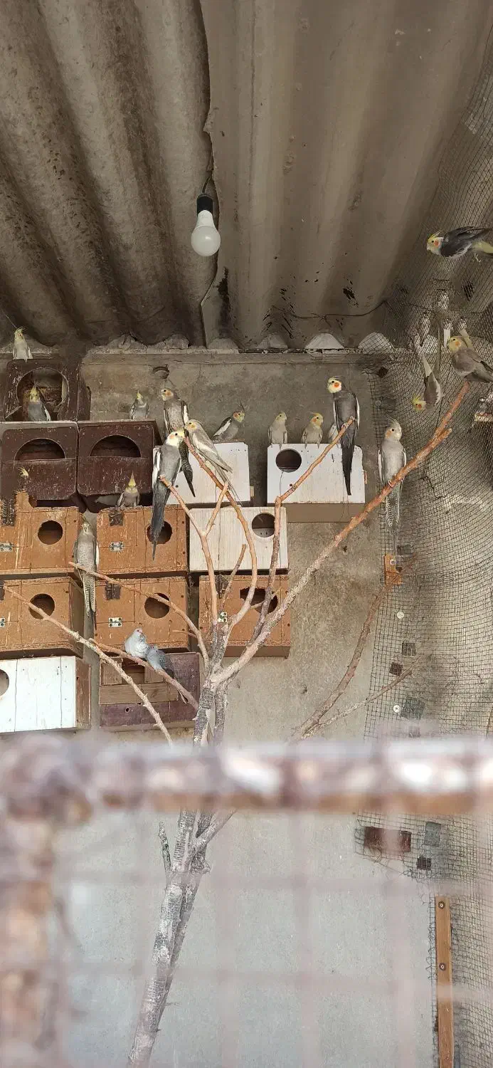 عروس هلندی|پرنده|کازرون, |دیوار