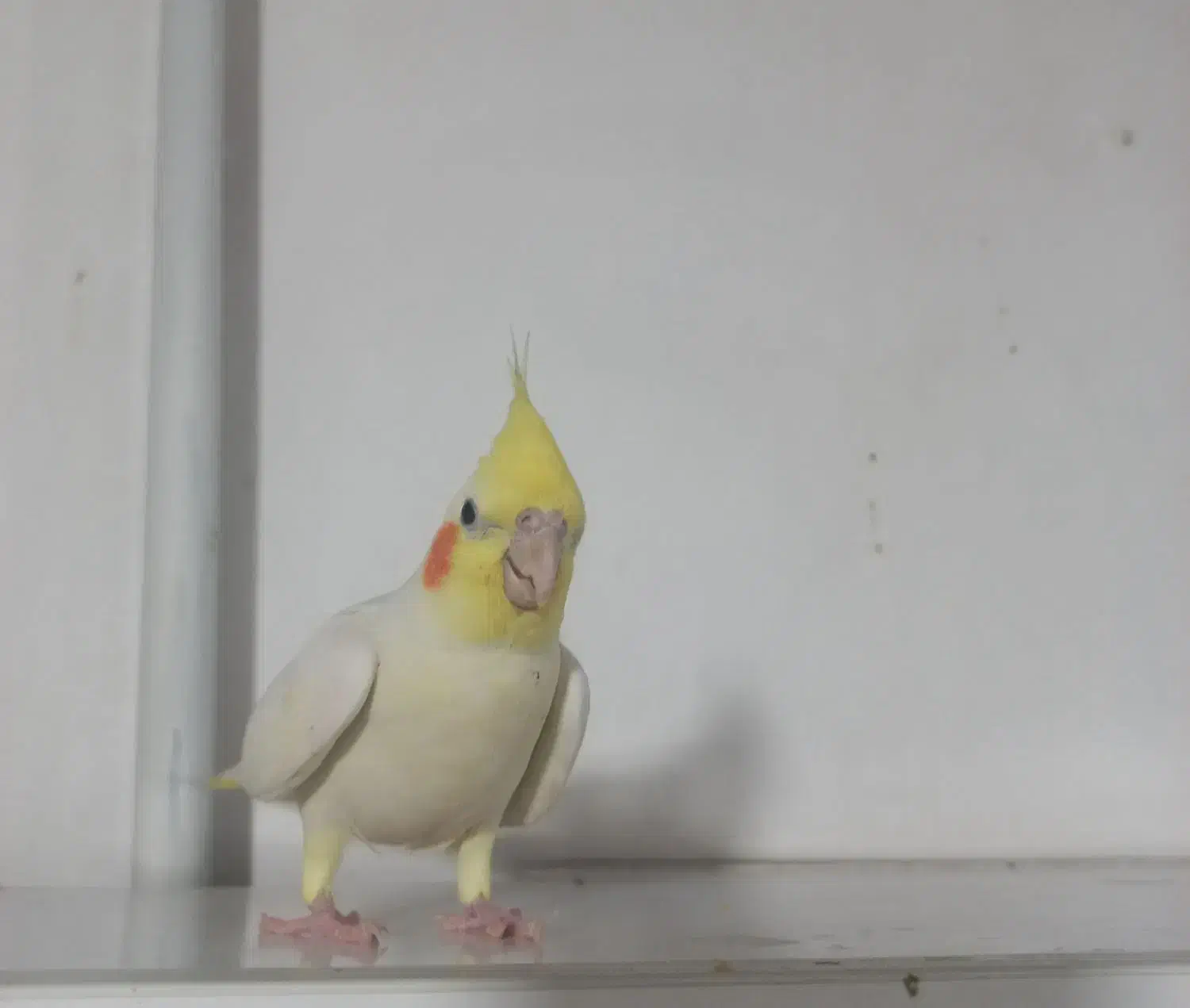 عروس هلندی|پرنده|تهران, خزانه|دیوار