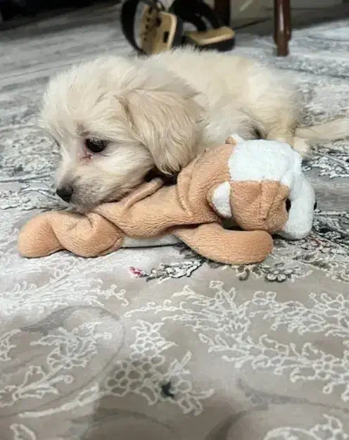 سگ پودل کراس|سگ|تهران, صادقیه|دیوار