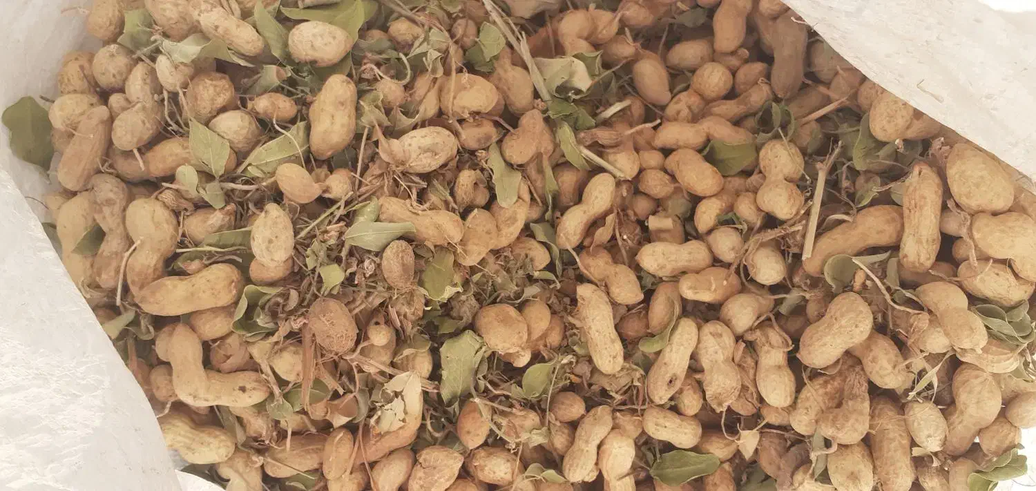 بادام زمینی خوراک دام و انسان|حراج|سرپل ذهاب, |دیوار