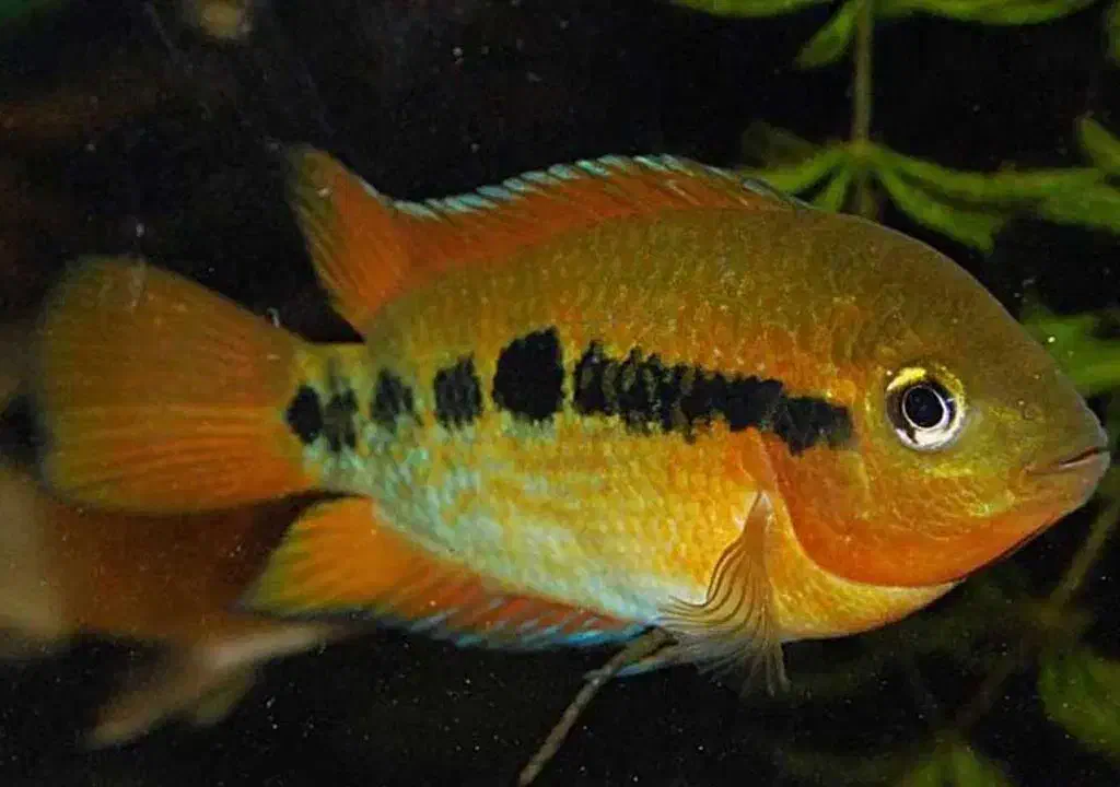 سیچلاید افرا،گورخری،فلاور|ماهی|مشهد, الهیه|دیوار