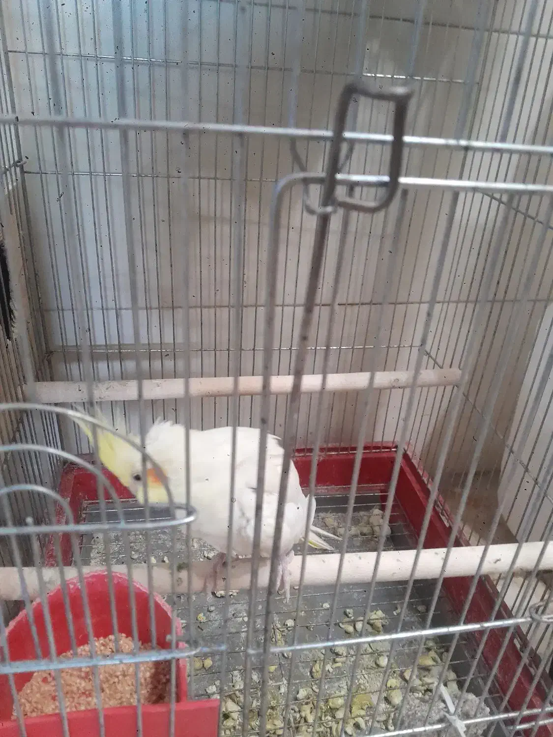 عکس هلندی|پرنده|ابرکوه, |دیوار