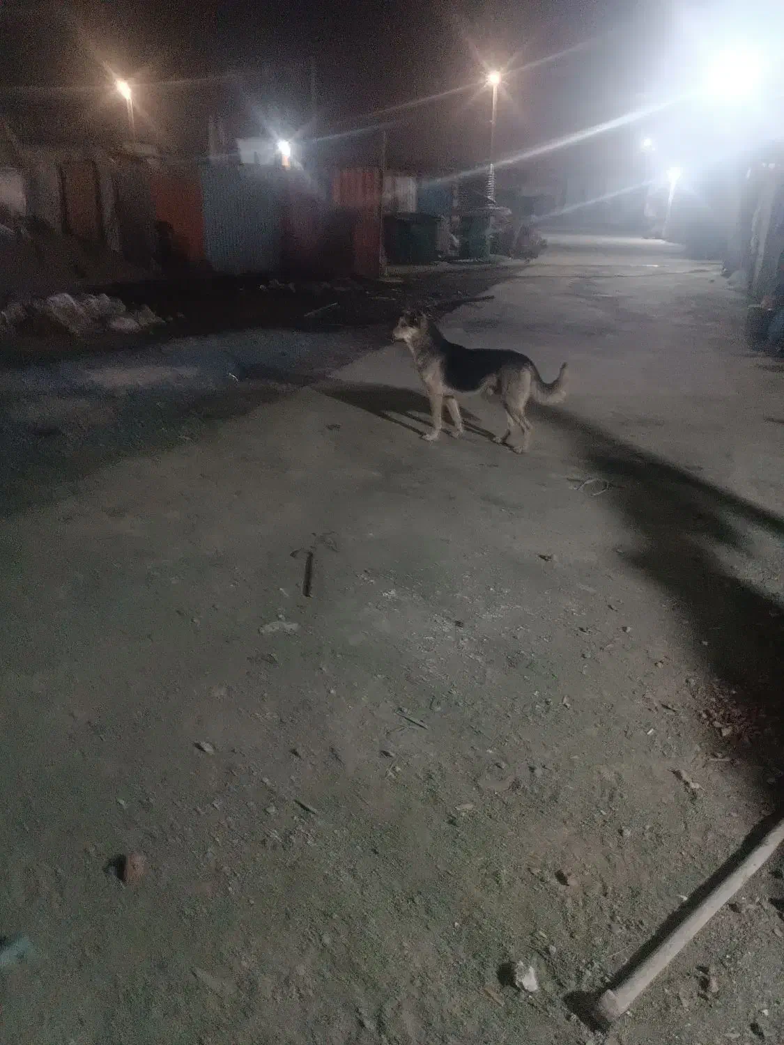 سگ نگهبانی|سگ|چهاردانگه (تهران), |دیوار