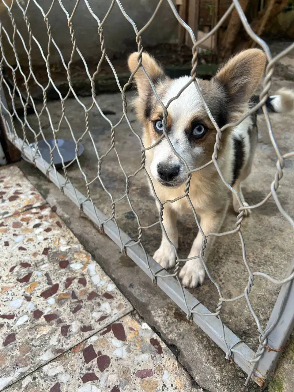 هاسکی پا کوتاه|سگ|لاهیجان, گلستان|دیوار