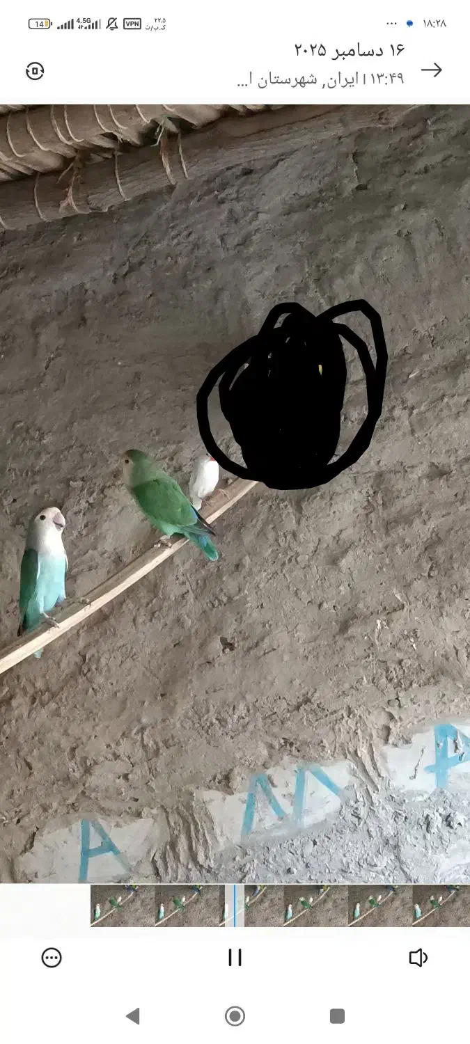 کتوله|پرنده|ایرانشهر, |دیوار