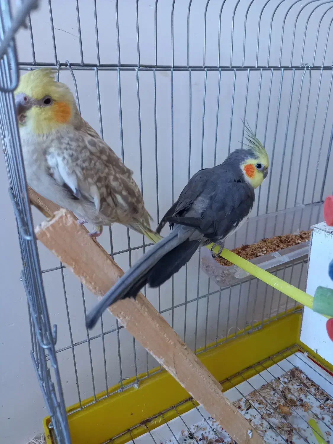 عروس هلندی|پرنده|سنقر, |دیوار