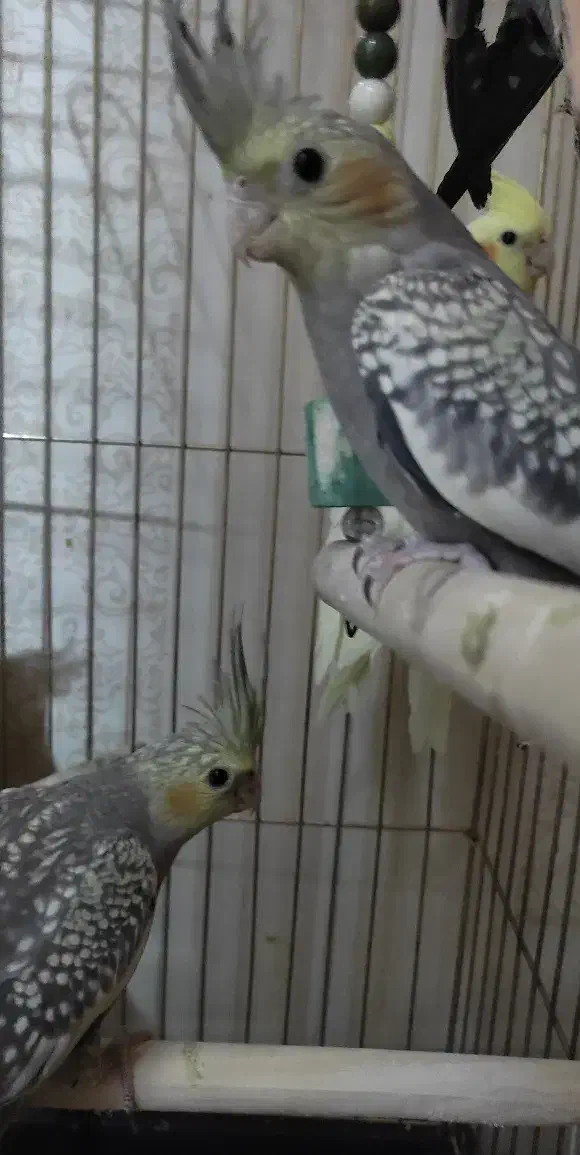 عروس خالخالی|پرنده|مشگین شهر, |دیوار