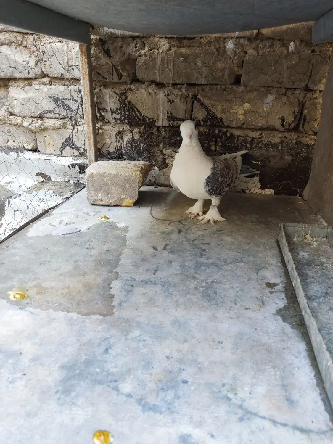 کفتر بلژیکی|پرنده|خمینی‌شهر, |دیوار