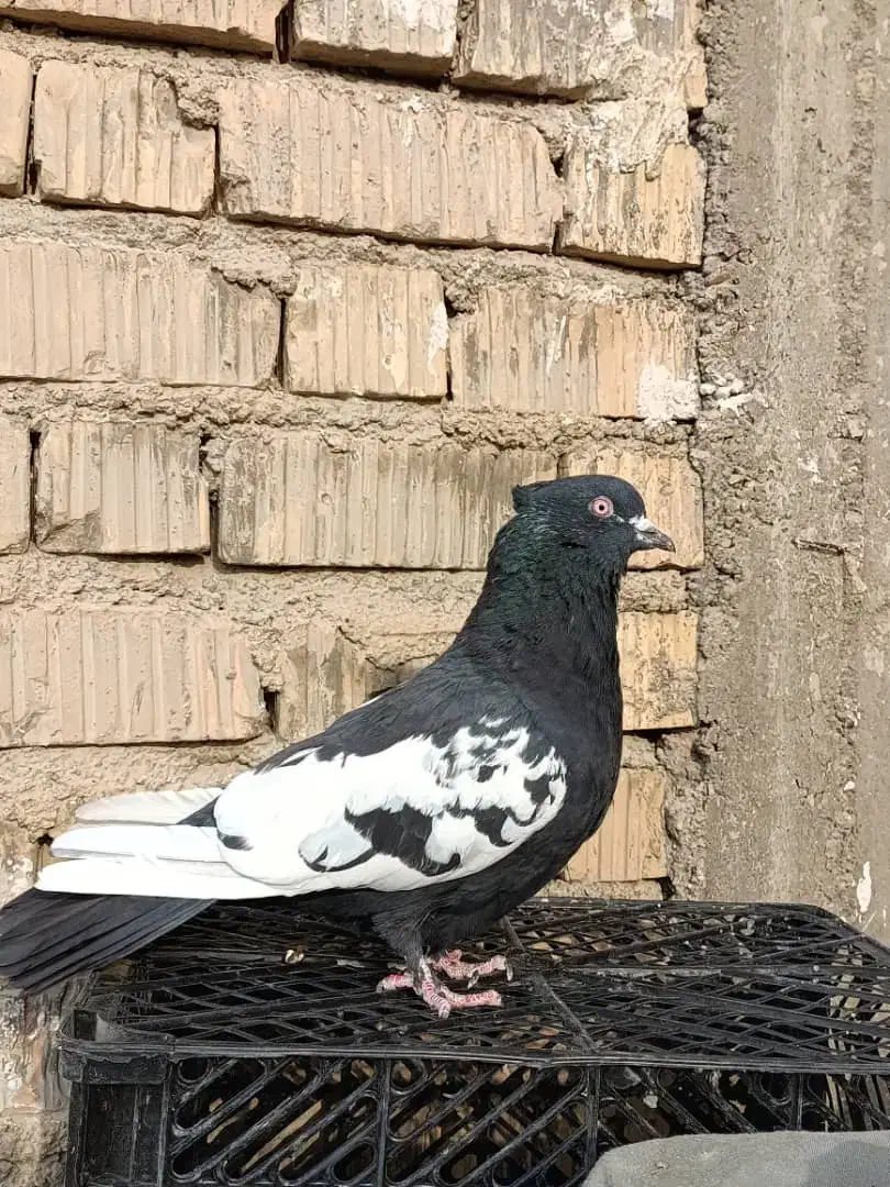 کبوتر سینه سیاه|پرنده|مرودشت, تخت جمشید|دیوار