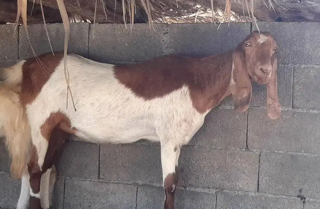 فروشی|حیوانات مزرعه|قصرقند, |دیوار