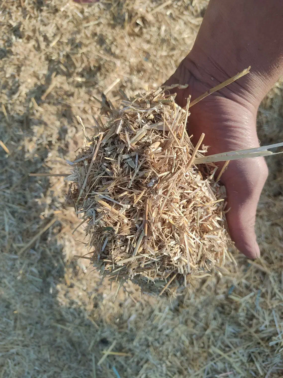 کاه سامان|لوازم جانبی حیوانات|ابهر, |دیوار