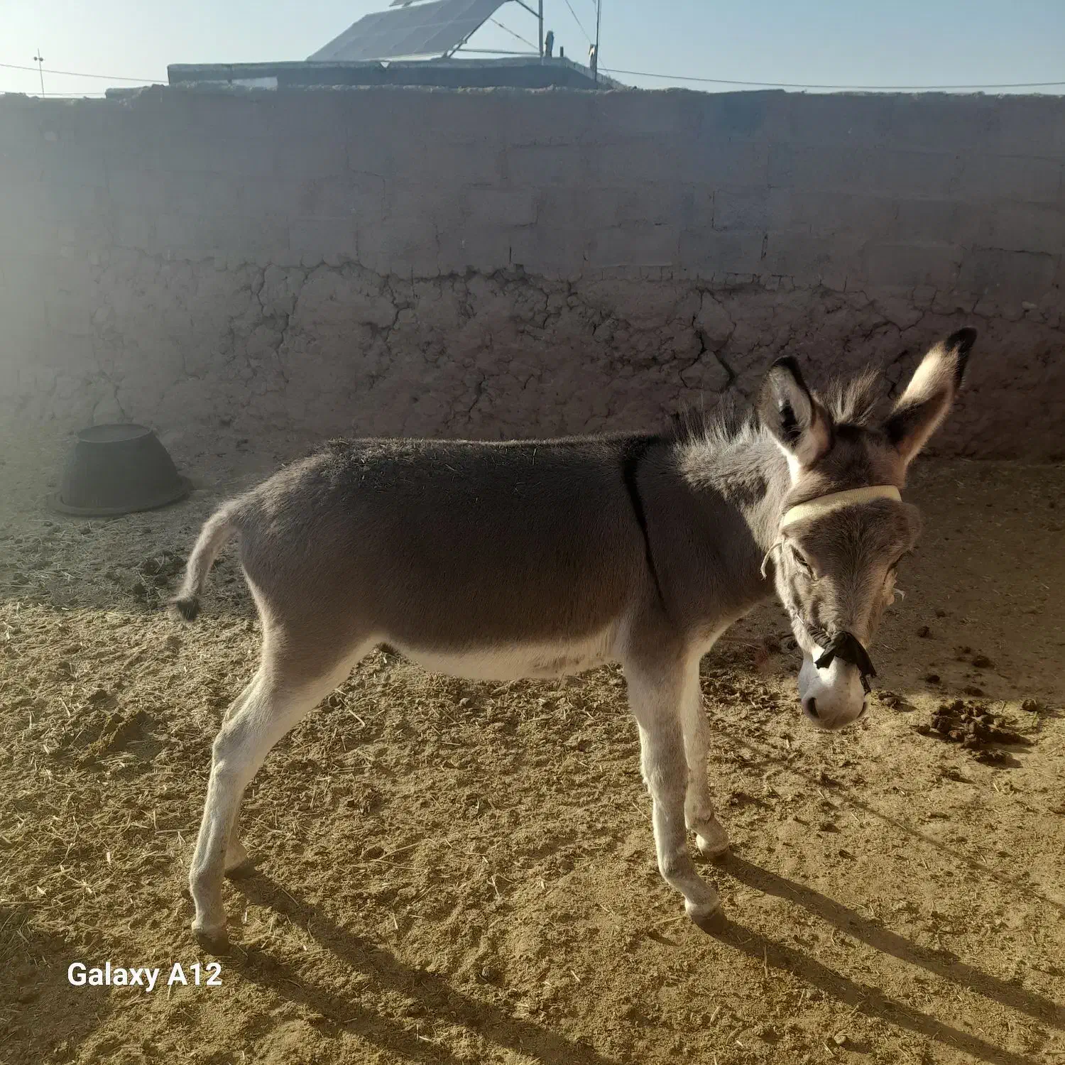 کره خر|حیوانات مزرعه|تربت جام, میان جام|دیوار