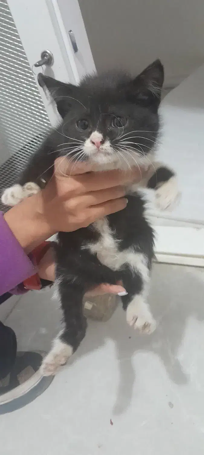 بچه گربه بامزه|گربه|کرمان, |دیوار