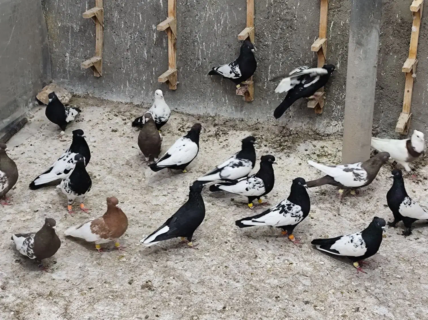 بهبونی رنگی زدخوردی|پرنده|شیراز, انجیر|دیوار