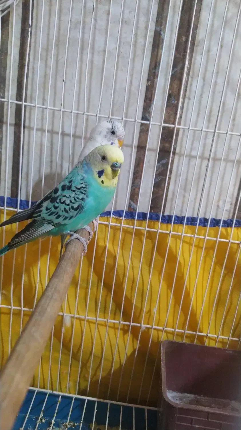 مرغ عشق جفت|پرنده|لالجین, |دیوار