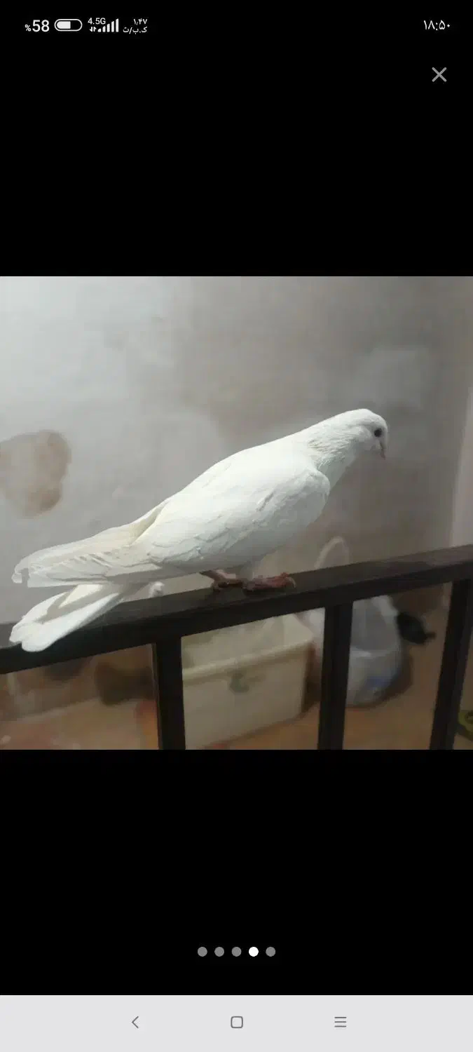 کفتر گم شده|حیوانات|ملایر, |دیوار