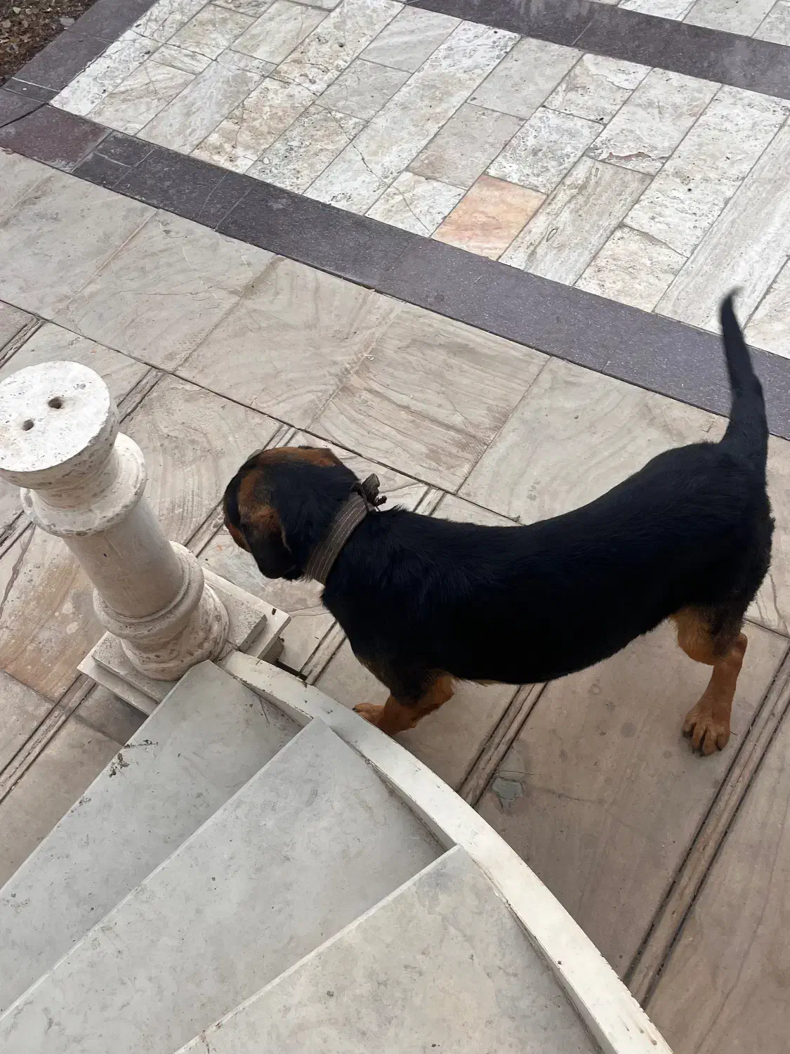 واگذاری یا معاوضه|سگ|شهریار, رضی آباد پایین|دیوار