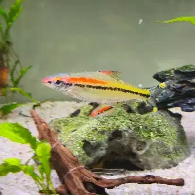 ماهی ردلاین|ماهی|کرج, شهرک فهمیده|دیوار