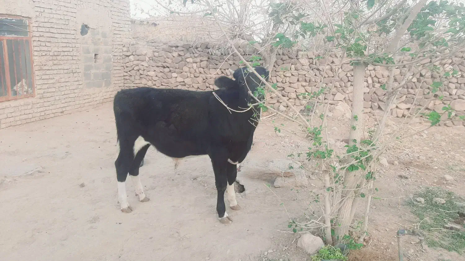 گوساله|حیوانات مزرعه|بیرجند, |دیوار