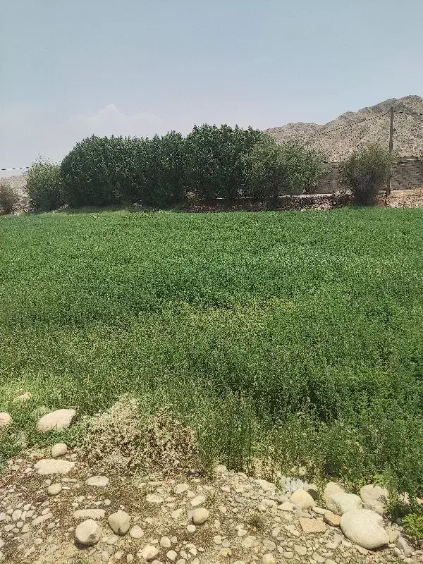 یونجه|لوازم جانبی حیوانات|دهدشت, |دیوار