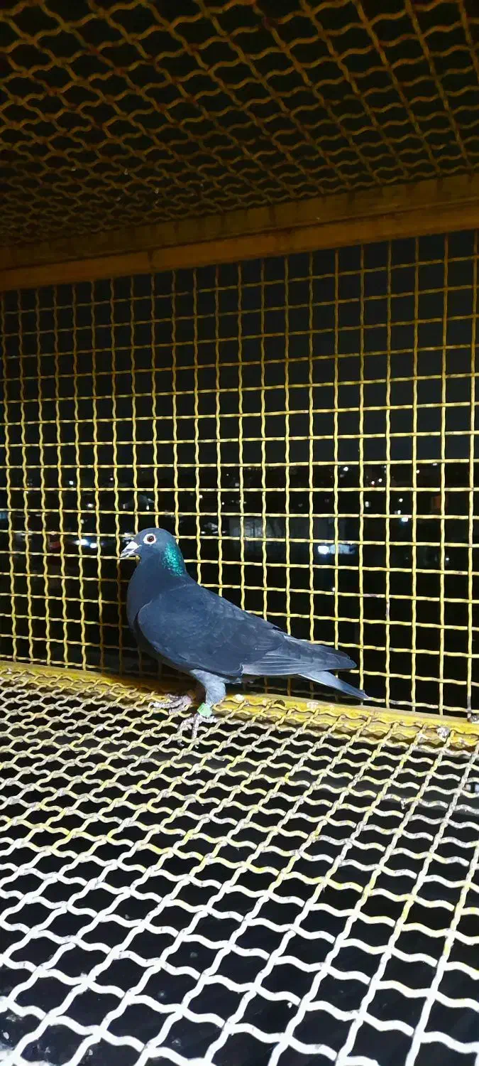 کبوتر پلاکی|حیوانات|تالش, هشتپر|دیوار